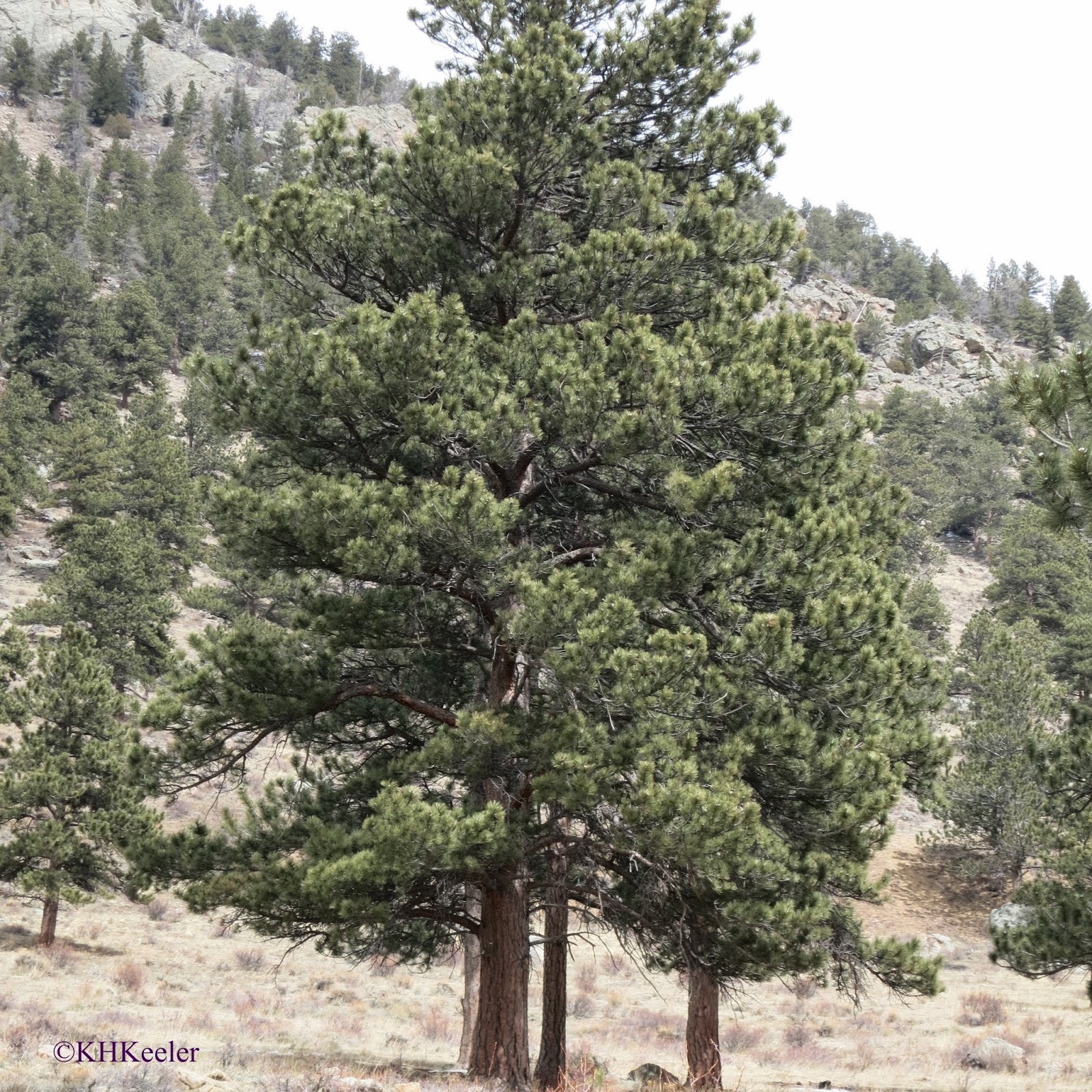 A Wandering Botanist Visiting the Rocky Mountains Early Spring in
