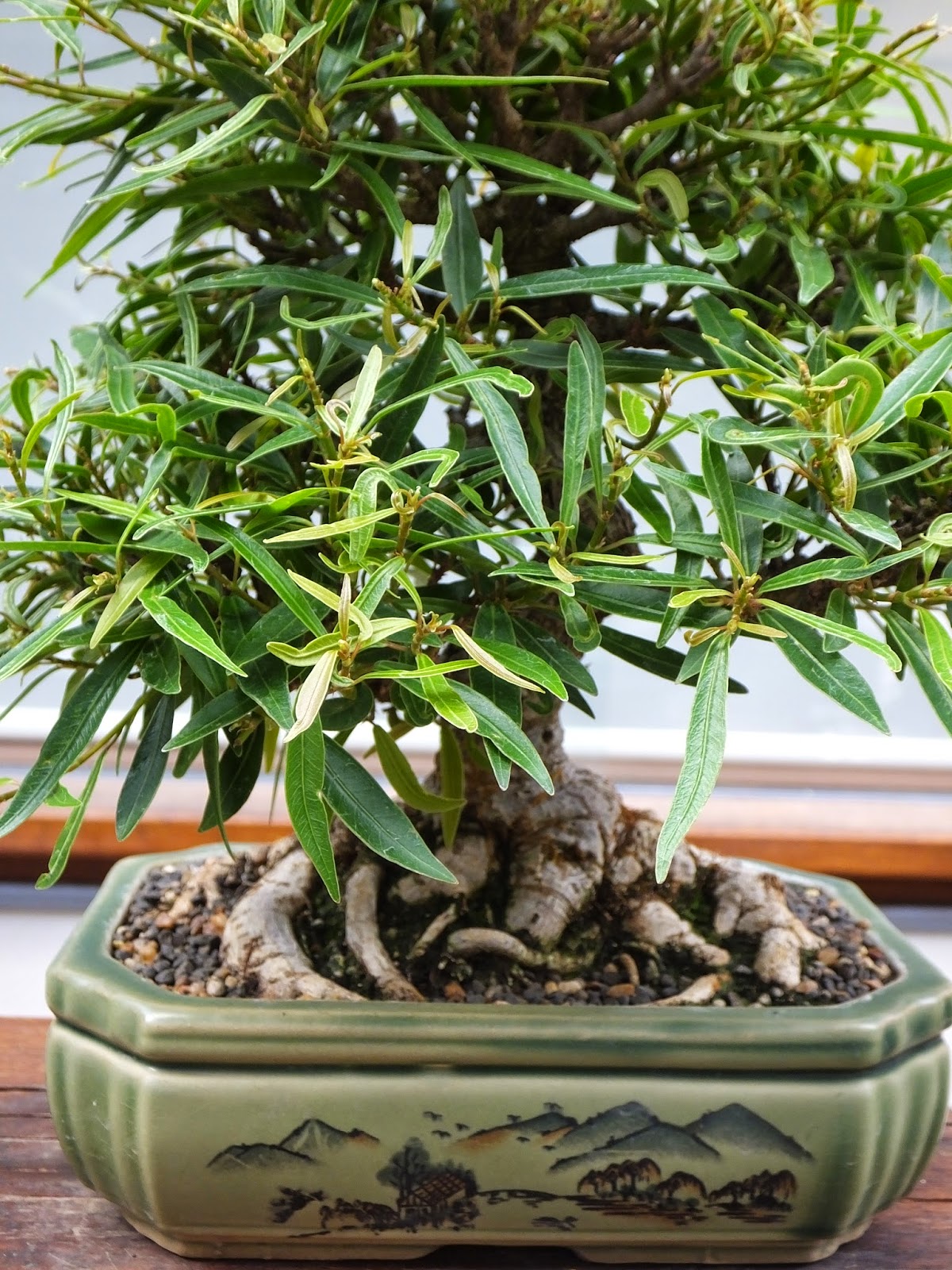 Blooming bonsai at the National Arboretum in Canberra