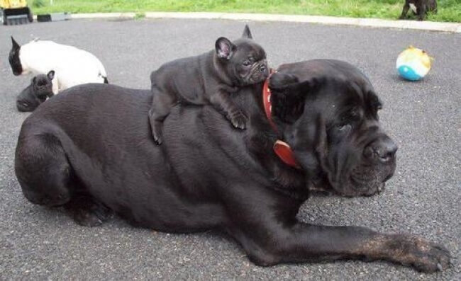 25 Thrilling Images That Made Our Day - A puppy who discovered the best mode of transport in the world...his big brother!