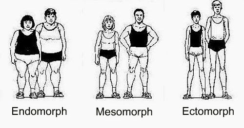in shape endomorph
