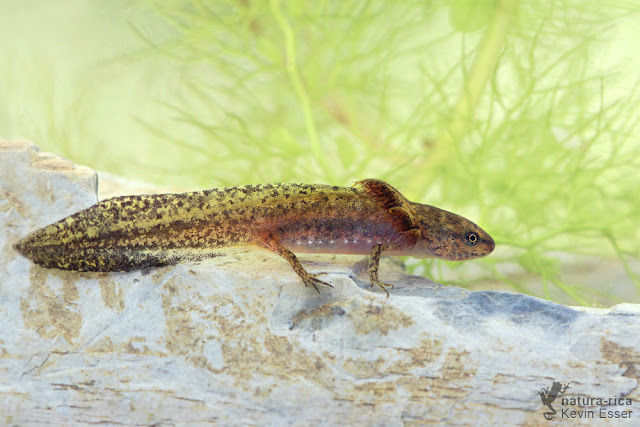 Alpine newt - Ichthyosaura alpestris, larvae