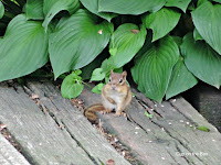 Garden chipmunk