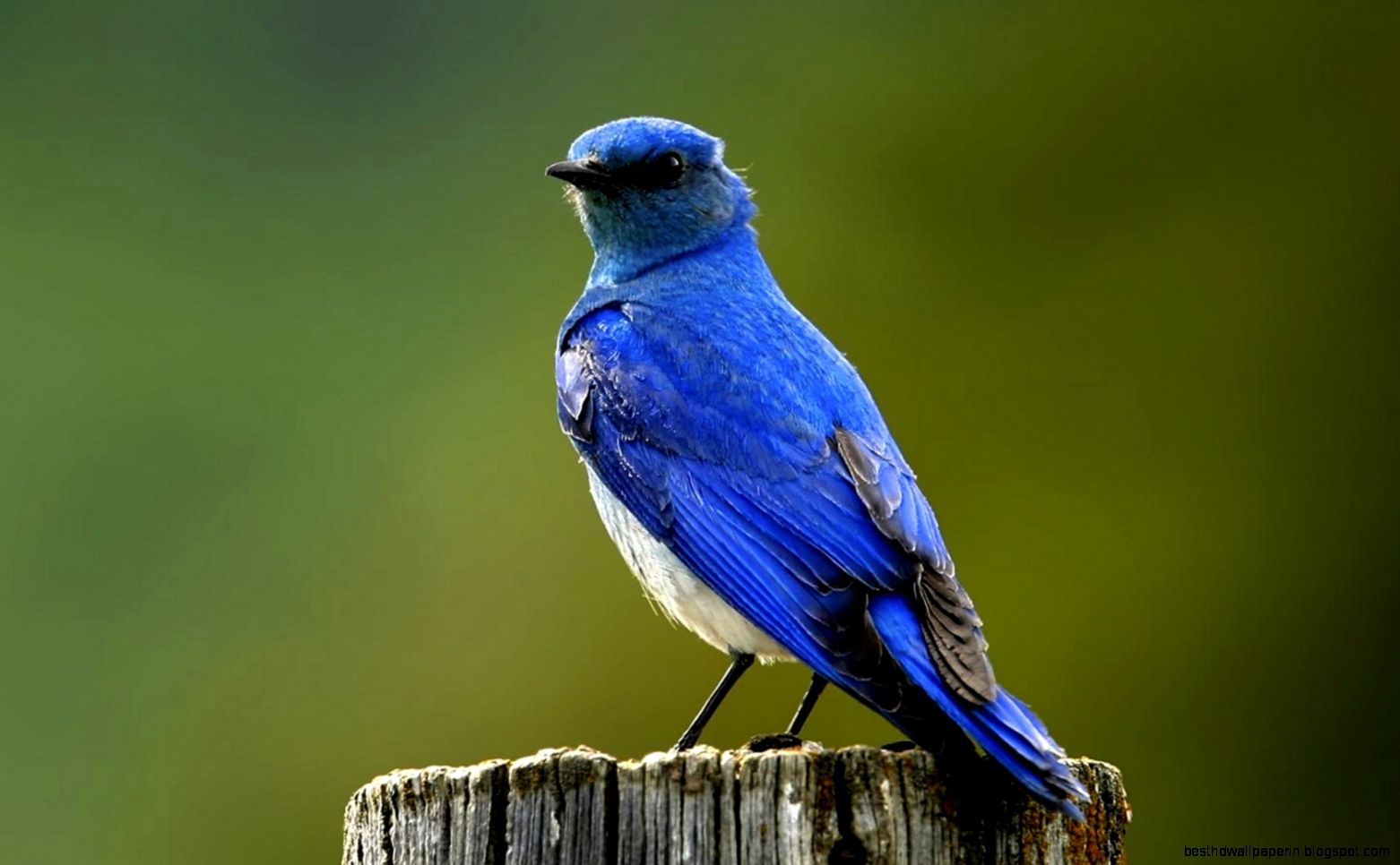 Animal desktop background wallpaper blue bird close up  Animal