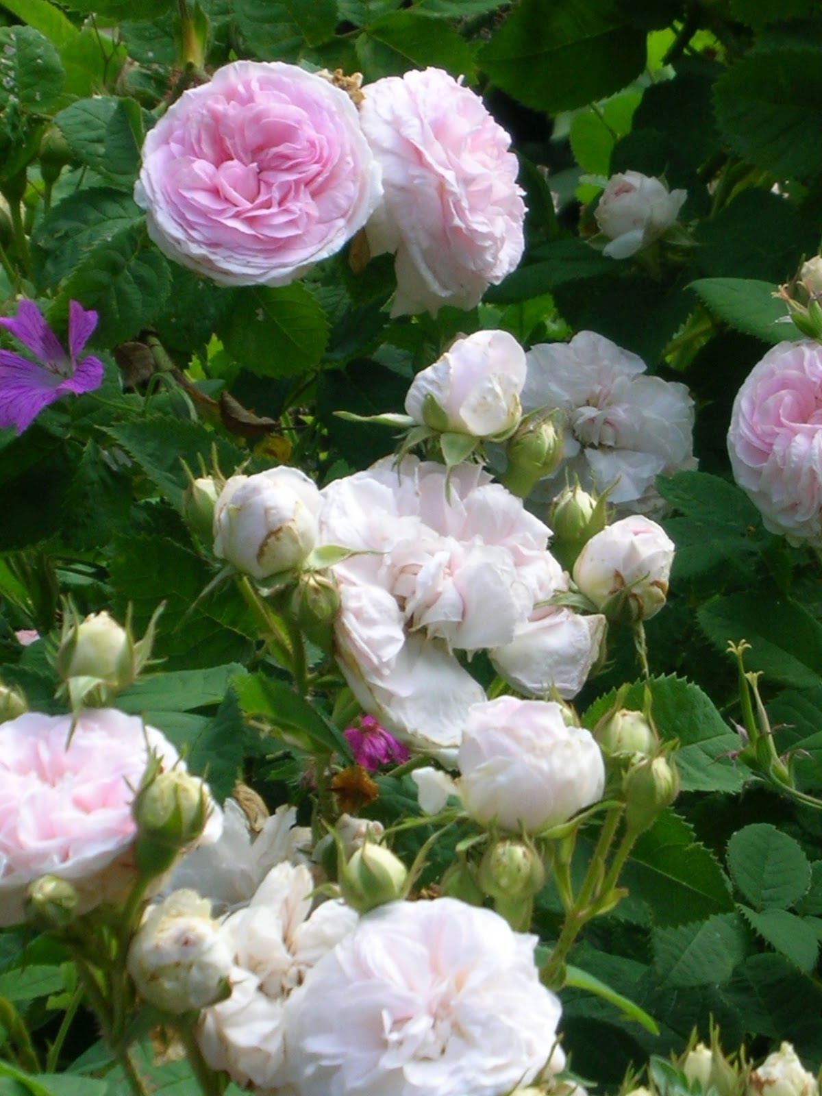 Dig IT Vera Johnson Old/Antique Roses why you should be growing them
