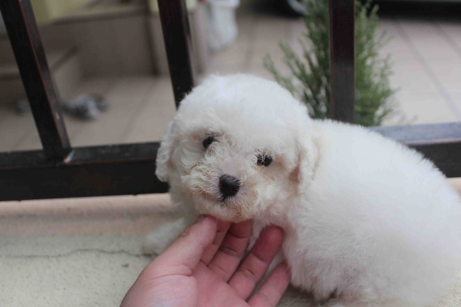 LovelyPuppy White Tiny Toy Poodle Puppy