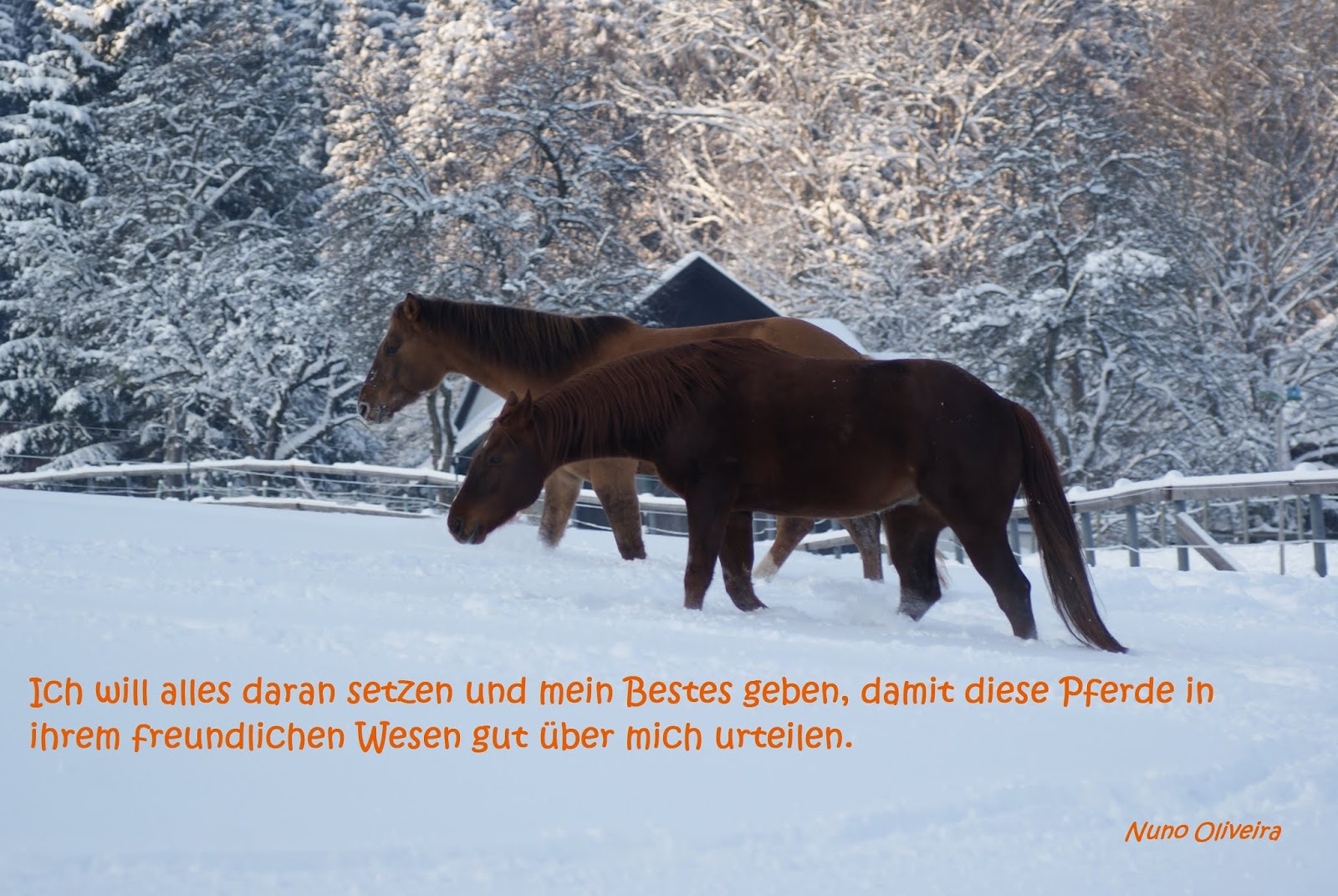 Wellness Pferd Weihnachten Und Das Kommende Jahr