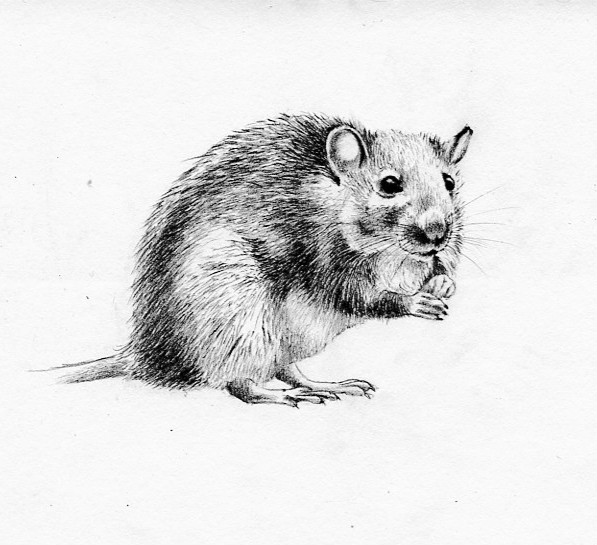 Sketch of a Rat | Greg Tatum