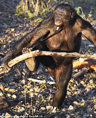 Kanzi, Simpanse Bonobo Yang Pintar Memasak