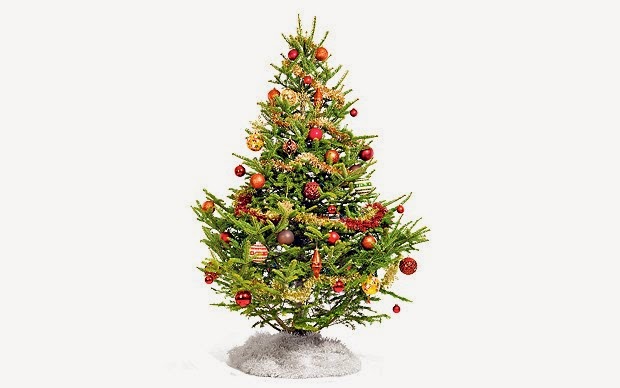 Creation - The Written Truth: CHRISTMAS TREE, CHRISTMAS TRADITIONS, EVERGREEN, EVERGREEN TREE 