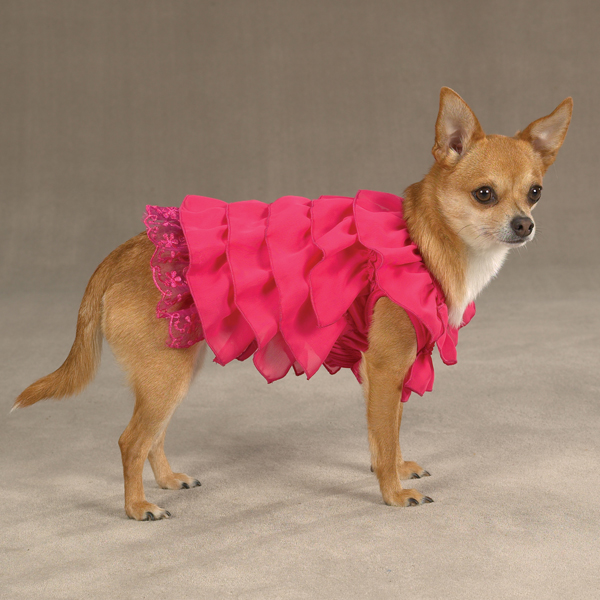 Fashion Blogger Dog Outfits