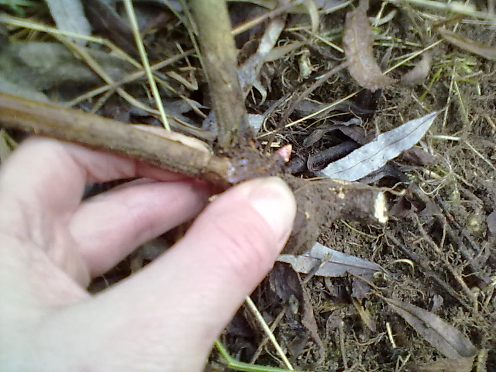 Rachel the Gardener Bramble removal How To Do It