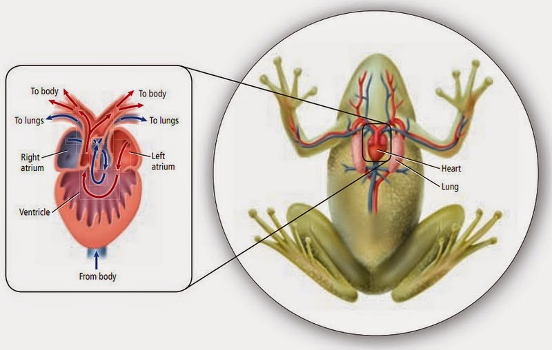 SISTEM SIRKULASI VERTEBRATA ~ IKIP BIOLOGI