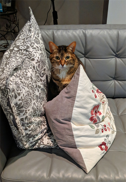 image of Sophie the Torbie Cat sitting in a pile of pillows on the sofa, looking at me with big eyes