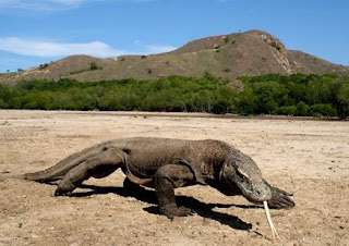 10 Hewan Dan Tumbuhan Langka Di Indonesia Lengkap Danifin