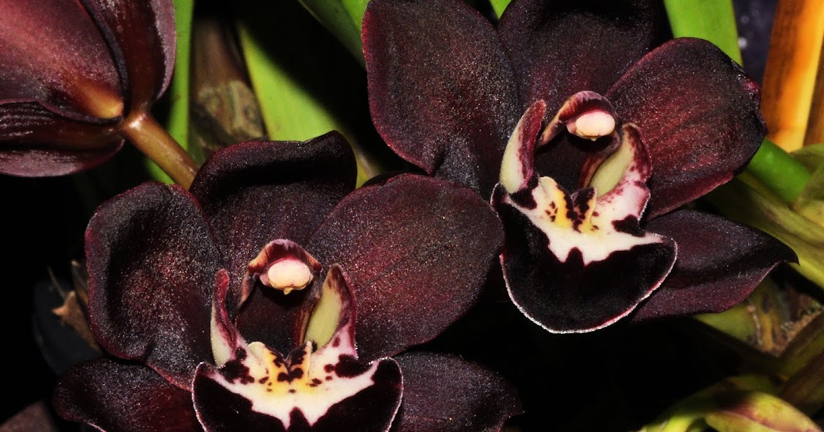 Himalayan Flower Nursery: Cymbidium kiwi midnight Black orchid for sale