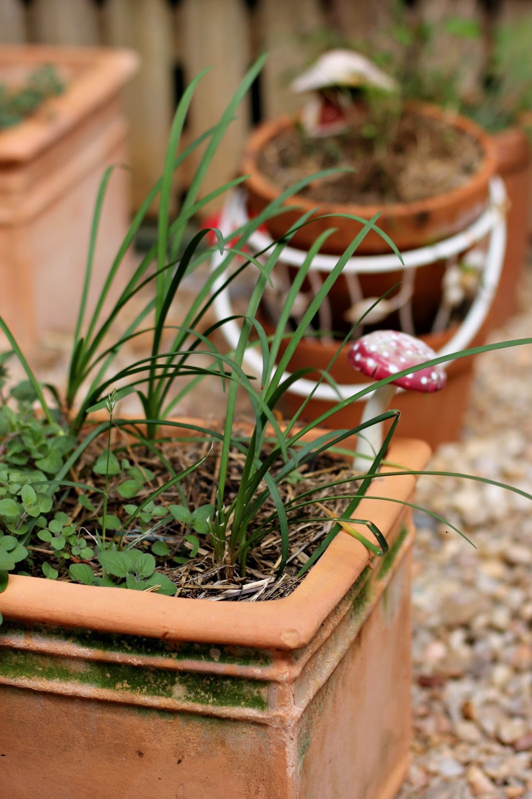 The Perfect Garlic Substitute Garlic Chives / Say Little Hen