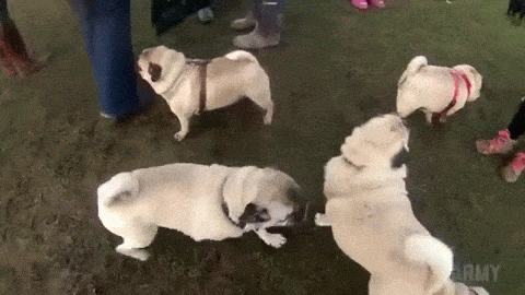 bf53e55342cecf276fcd73a7c669e1b6_AjWZTdXd2UAuqzVFlGzLYrRueQgUNQs.gif