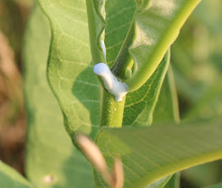 The Herb Hound: MILKWEED