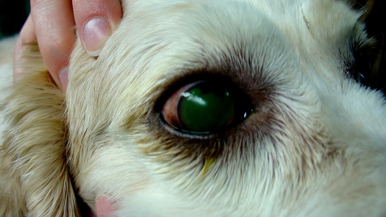 Dry eye syndrome Dog Dog Choices