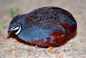 BUTTON QUAIL RM 15/EACH