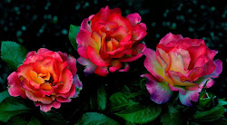 Unique Wallpaper: Las flores más hermosas del mundo 18