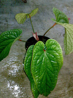 Ciri Ciri Tanaman Anthurium Sirih