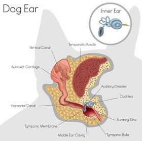 Vet Inspiration Otitis Interna Dan Eksterna Pada Anjing