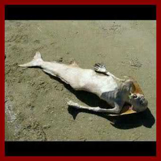 Photo: "Mermaid found dead in Lagos by the beach side" 1