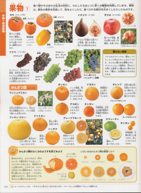 Let's Take a Look How many kind of fruits and vegetables do you know