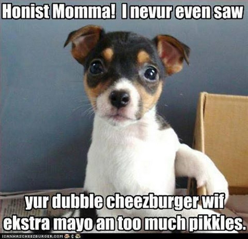 See what had happened was. Present perfect картинки для описания. What has just happened pictures. See what had happened was. рэт-терьер мем.