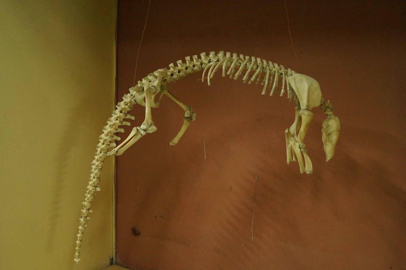 Regional Museum of Natural History, Bhubaneswar, Odisha