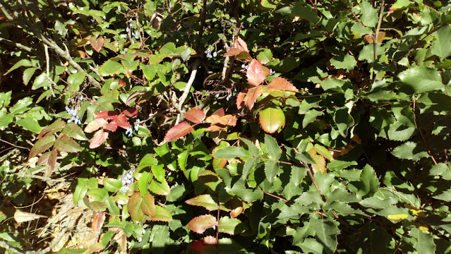 Mahonia o uvas de Oregón (Mahonia aquifolium (Pursh) Nutt.).