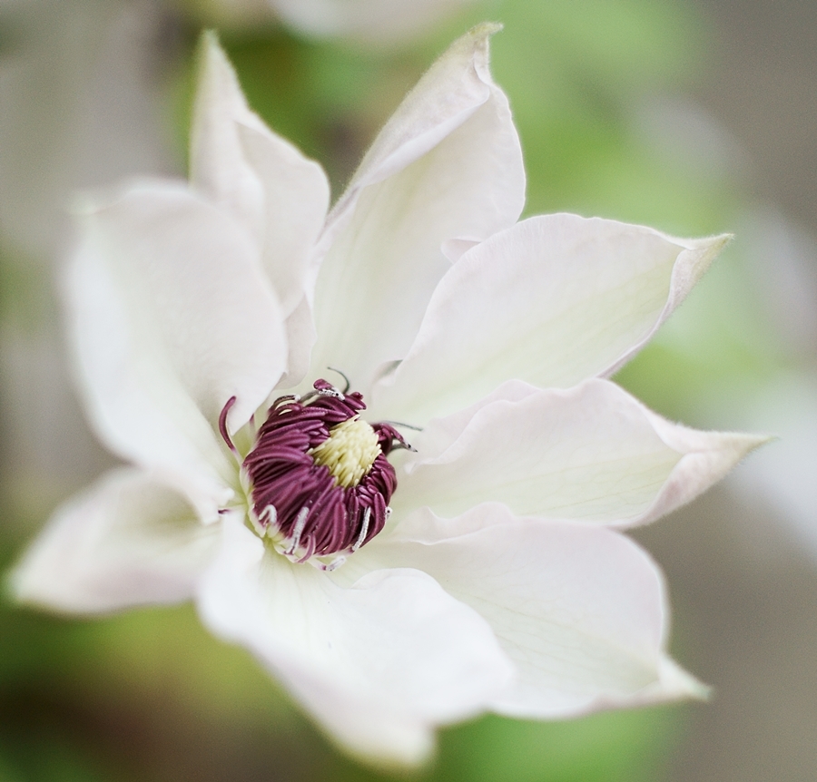 Blog + Fotografie by it's me! - Waldrebe Clematis - aufgeblühte weiße Clematis