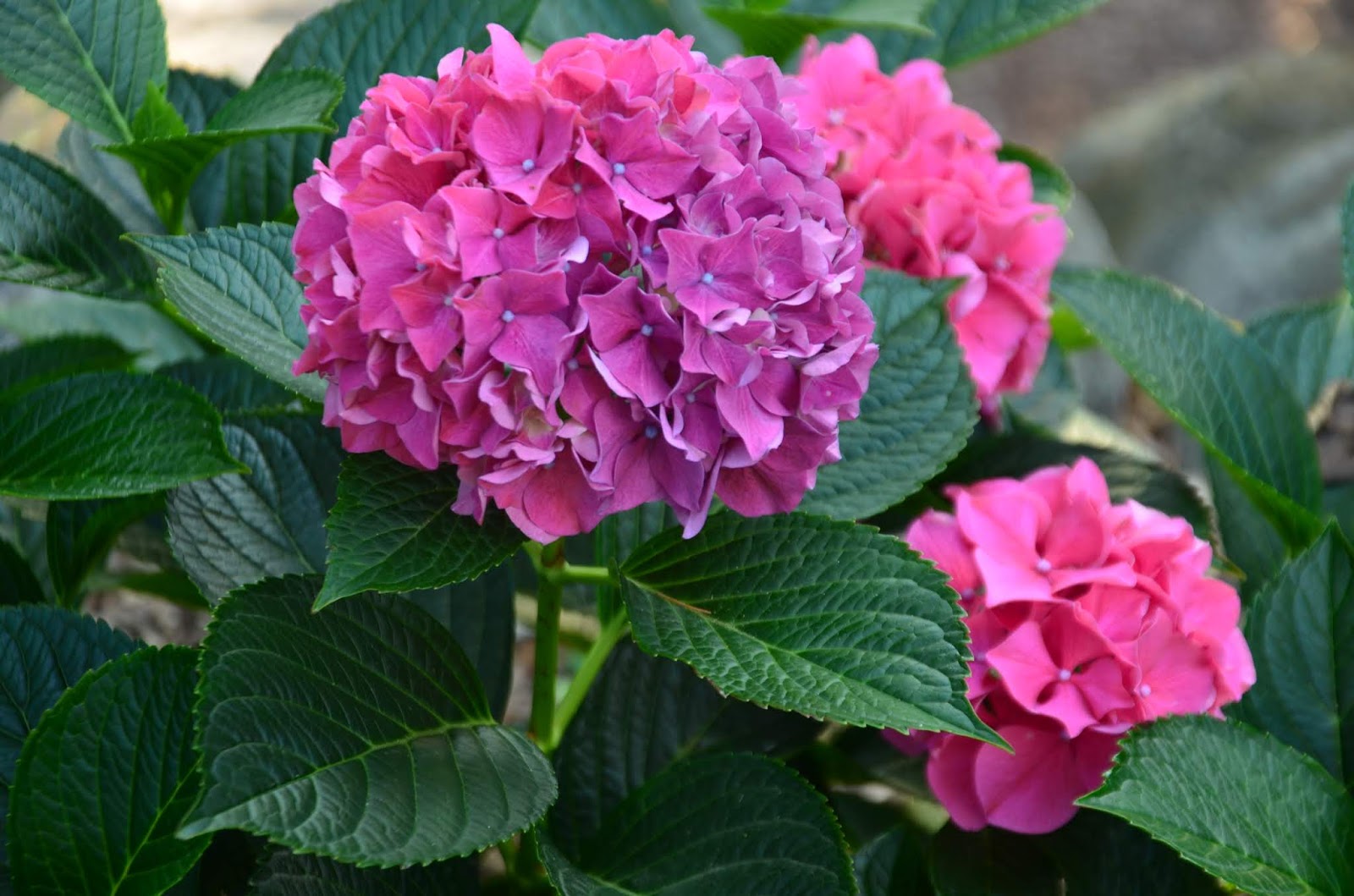 Zone Five and a Half Hydrangea DieBack 2018