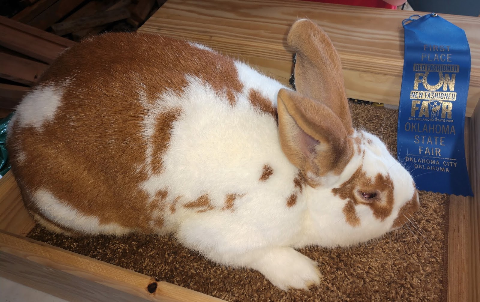 our generation rabbit