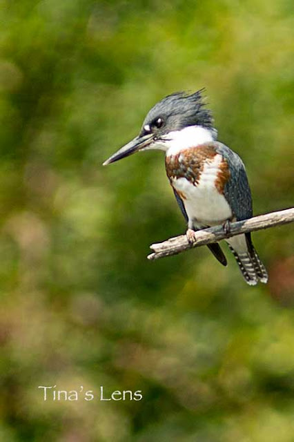 East Gwillimbury CameraGirl: Belted Kingfisher