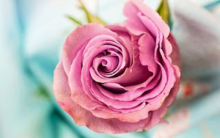 Fiore rosa per la mamma