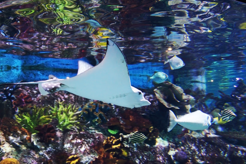 MAP: MELBOURNE AQUARIUM