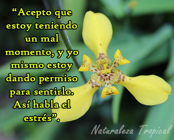Acepto que estoy teniendo un mal momento, y yo mismo estoy dando permiso para sentirlo. Así habla el estrés.
