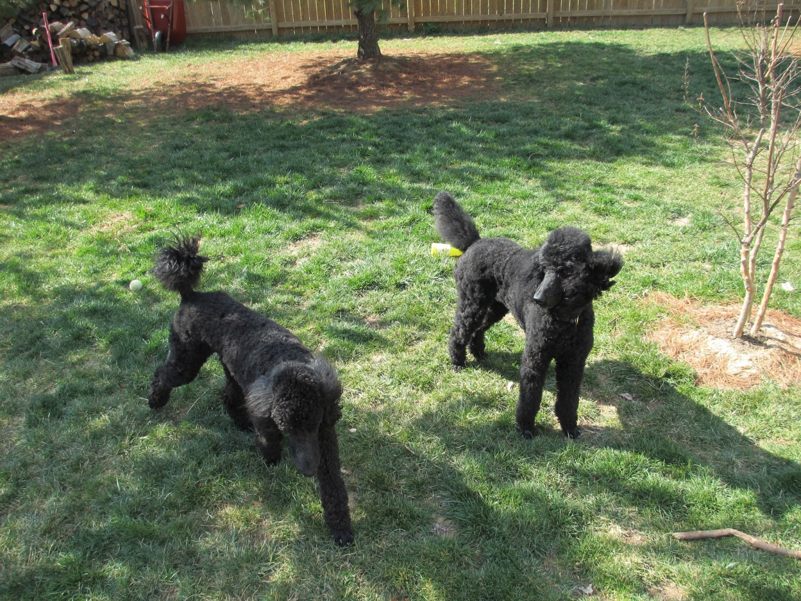 Not A Standard Poodle Poodle Problems