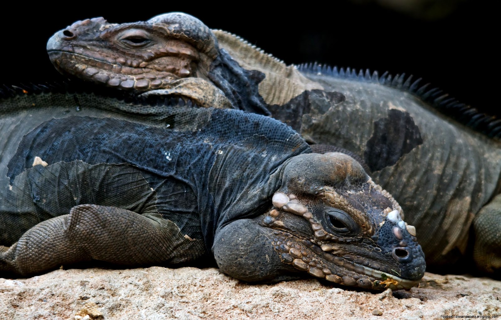 Rhinoceros Iguana