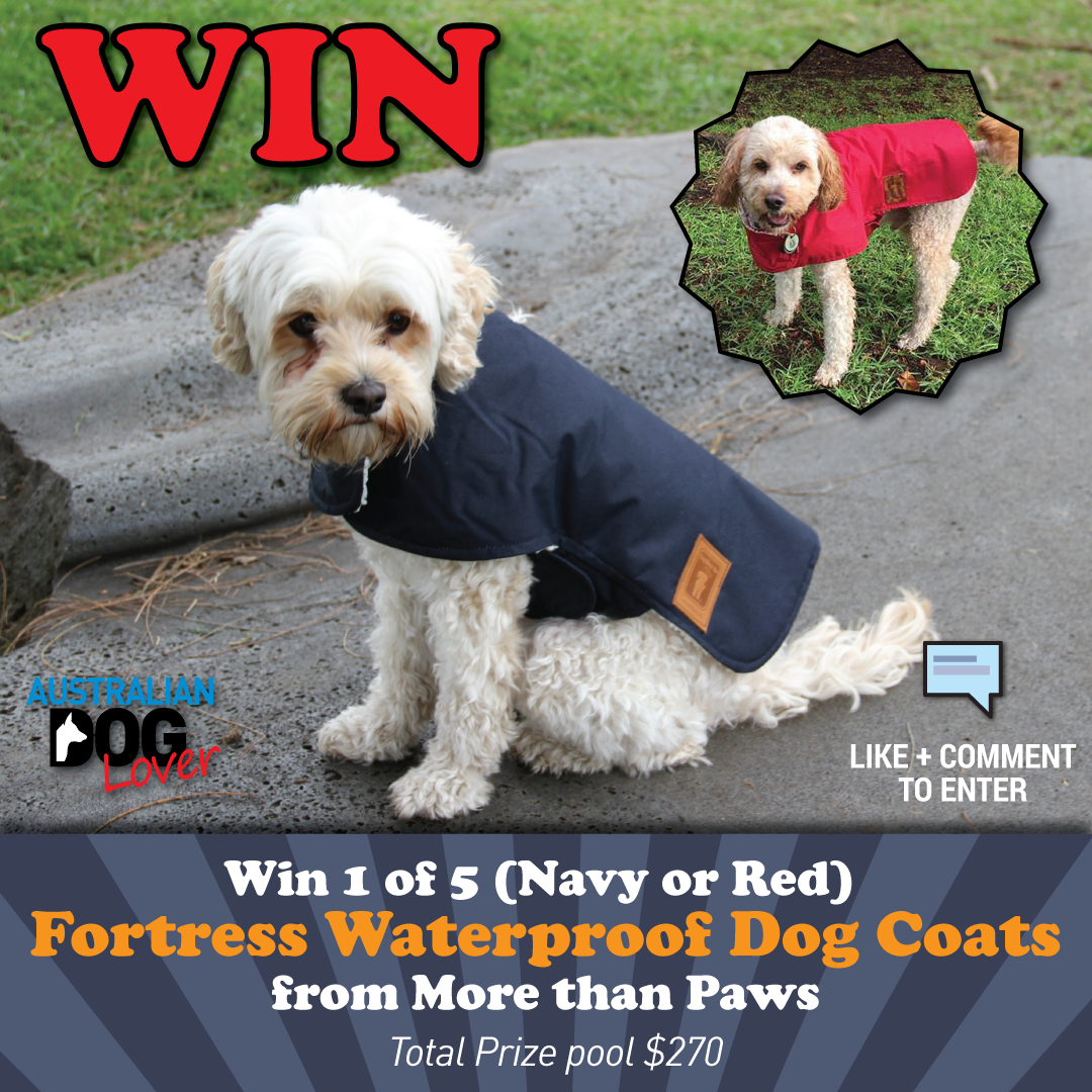 Fortress Waterproof Dog Coat Competition Australian Dog Lover