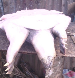 sea turtle fishermen imo state
