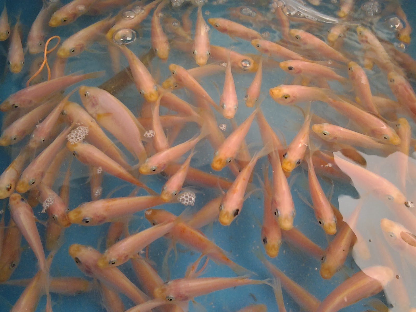 pembekal benih tilapia merah terengganu Olivia Jackson