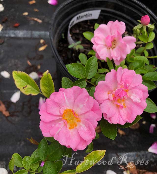 Hartwood Roses Wine and Roses Open House at Tufton Farm