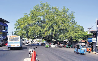 Interim Order to prevent cutting down of Pannipitiya Bo-Tree