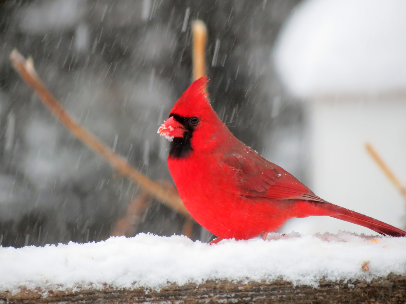 Viewing nature with Eileen: Snow Birds