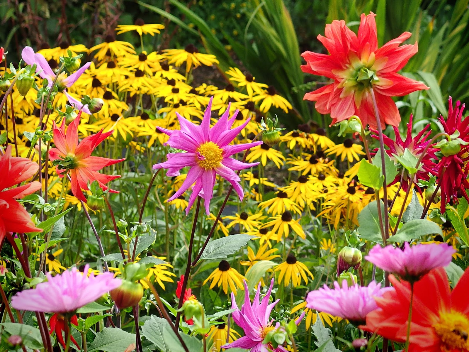 "By Stargoose And Hanglands" Favourite Gardens, Favourite Flowers
