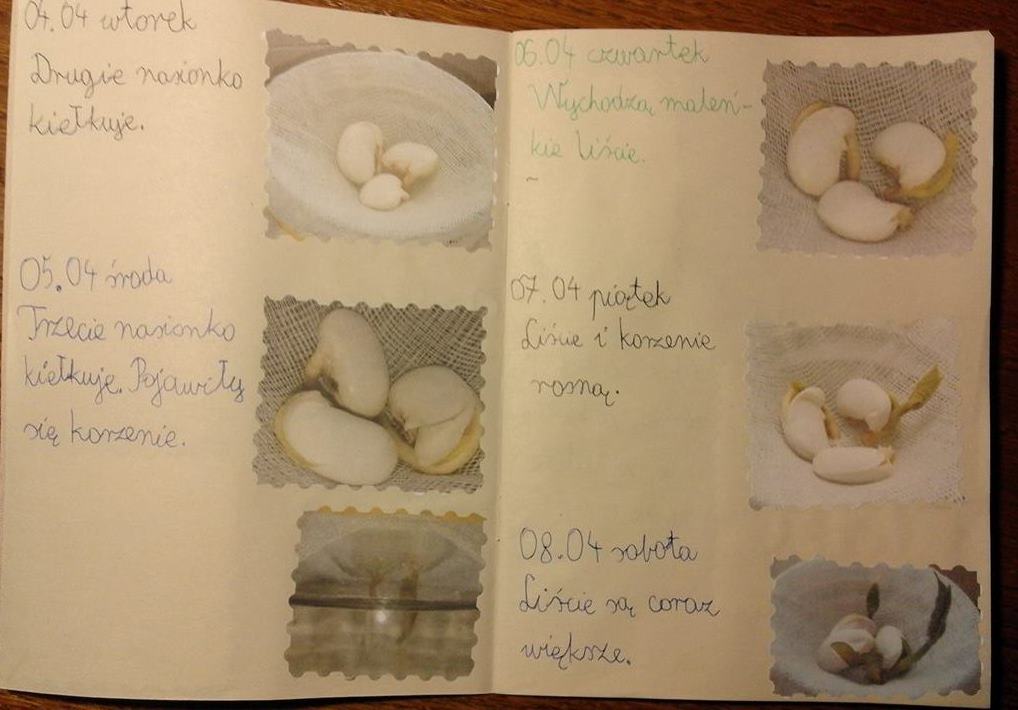 Wnioski I Spostrzeżenia Z Hodowli Fasoli OK-klasa: HODOWLA FASOLI