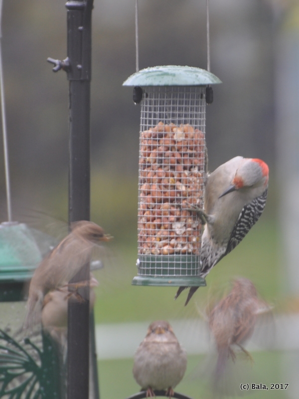 A Life Journey Together Spooking The Sparrows